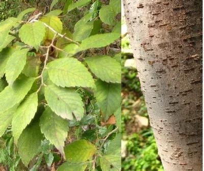 闊葉樹種|農業兒童網